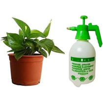 Abbasali 2 Liter Pressure Sprayer & Money Plant With Pvc Pot