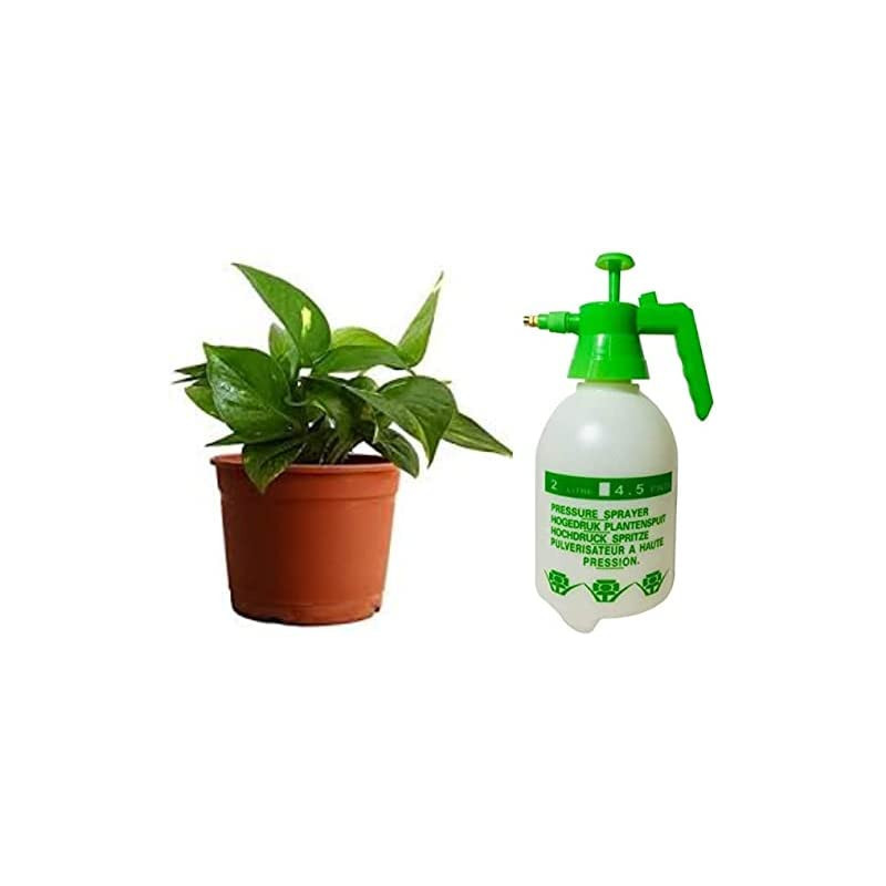 Abbasali 2 Liter Pressure Sprayer & Money Plant With Pvc Pot