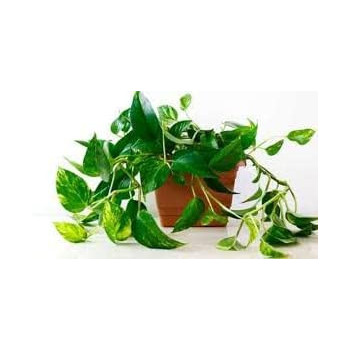 Abbasali 2 Liter Pressure Sprayer & Money Plant With Pvc Pot