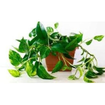 Abbasali 2 Liter Pressure Sprayer & Money Plant With Pvc Pot