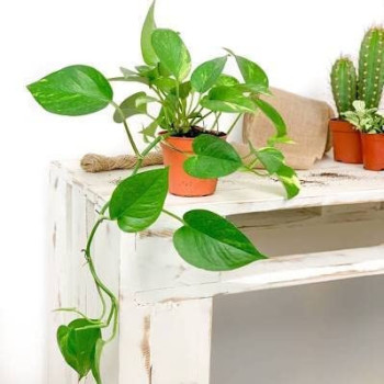 Abbasali 2 Liter Pressure Sprayer & Money Plant With Pvc Pot