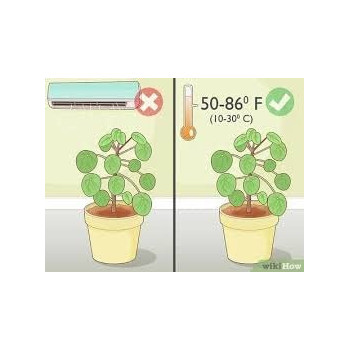 Abbasali 2 Liter Pressure Sprayer & Money Plant With Pvc Pot