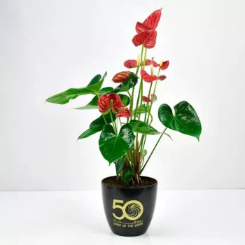 Red Anthurium National Day Planter