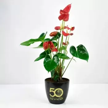 Red Anthurium National Day...