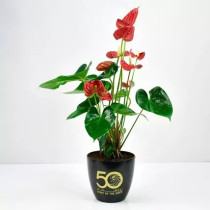 Red Anthurium National Day Planter
