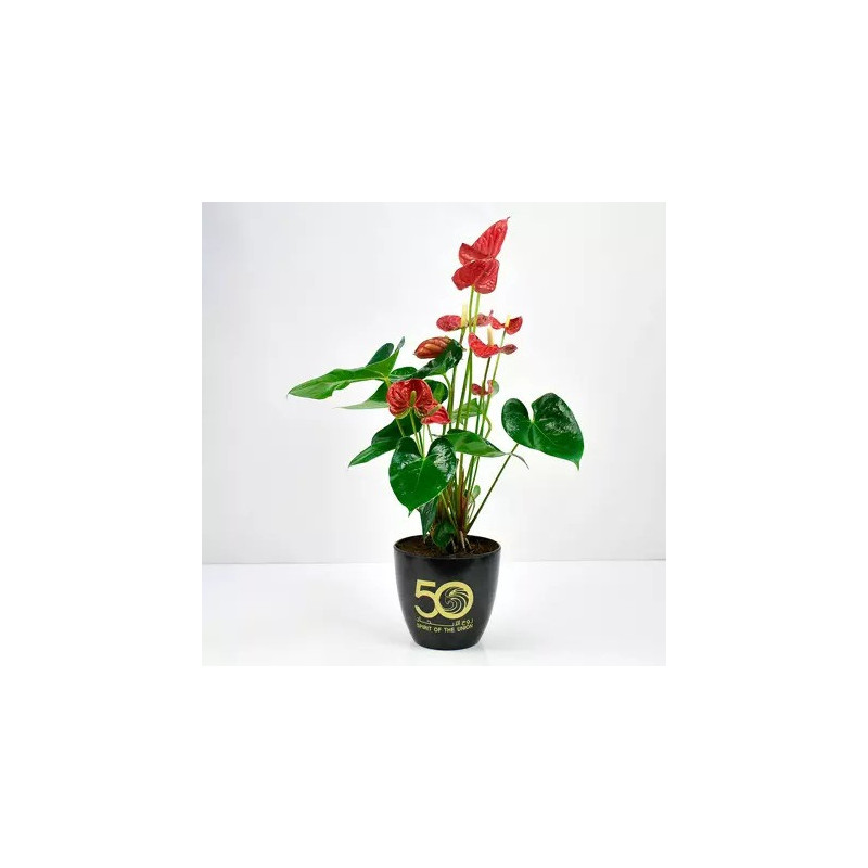 Red Anthurium National Day Planter