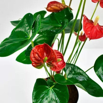 Red Anthurium National Day Planter