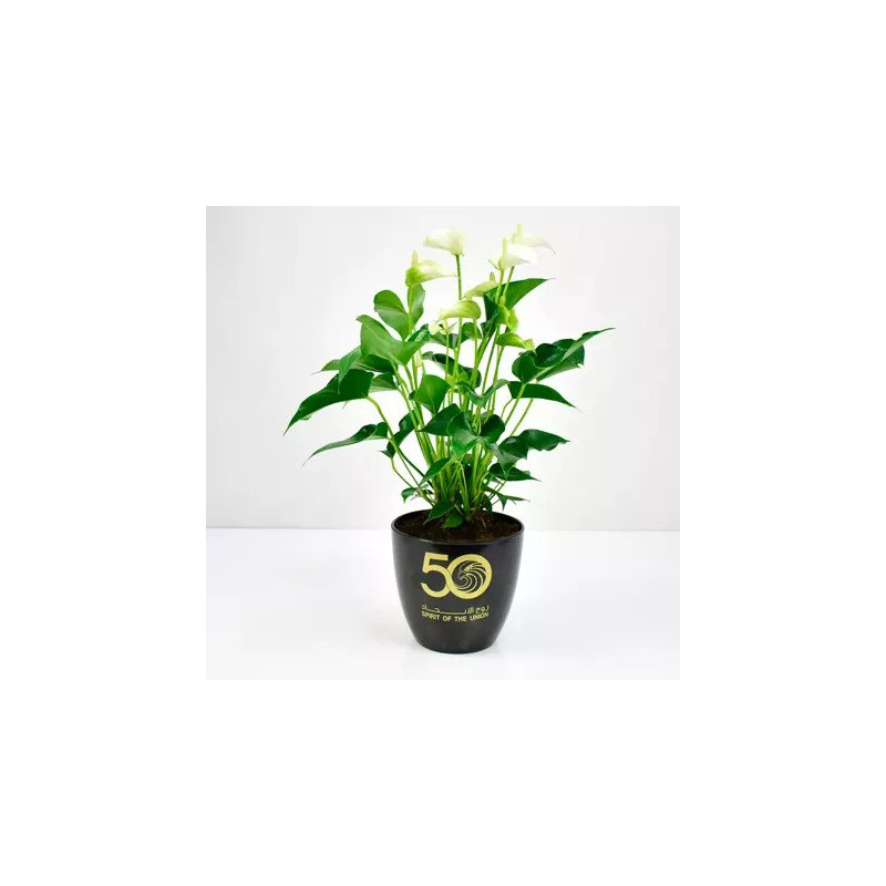 White Anthurium National Day Planter