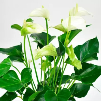 White Anthurium National Day Planter