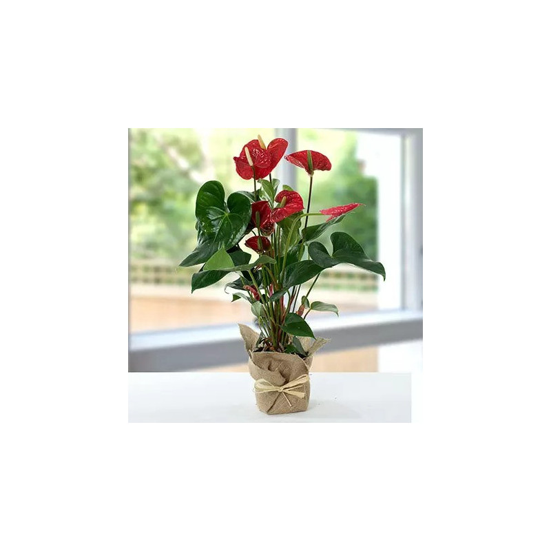 Red Anthurium Jute Wrapped Potted Plant