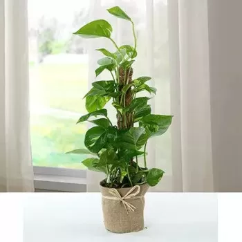 Jute Wrapped Epipremnum...