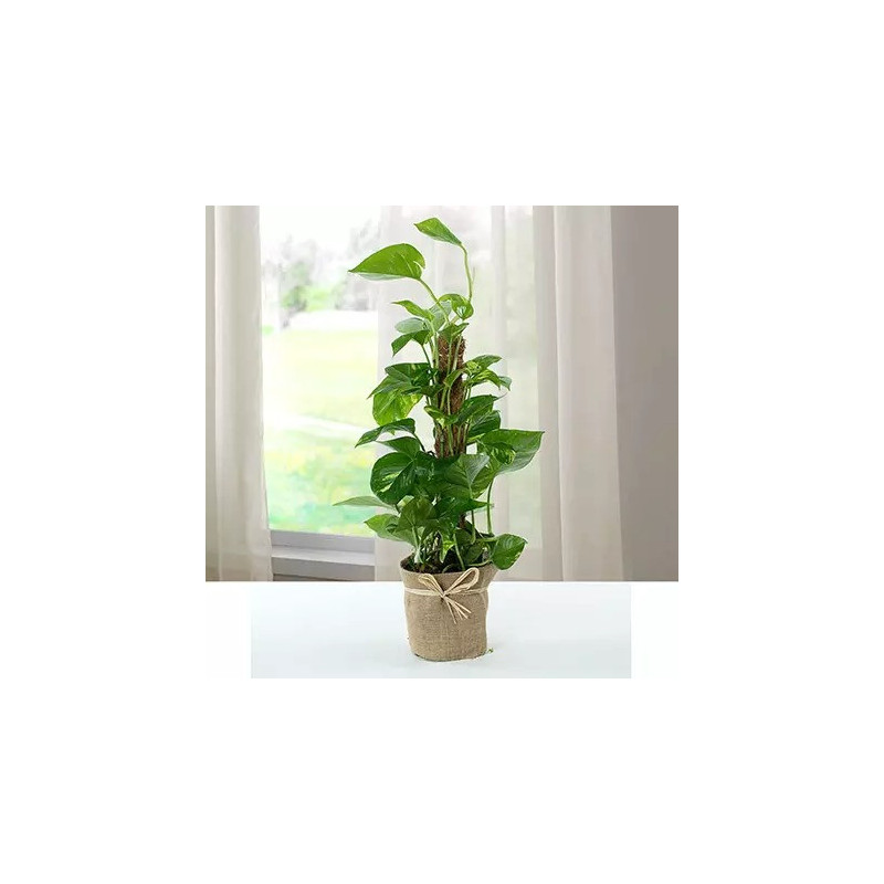 Jute Wrapped Epipremnum Aureum Plant