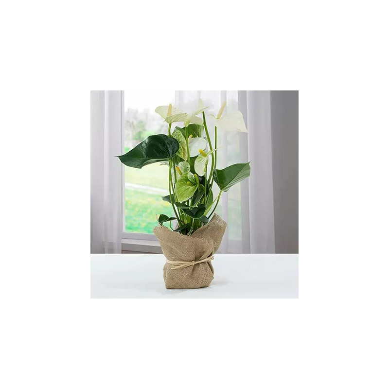 White Anthurium Jute Wrapped Potted Plant
