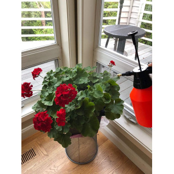 Ssn Pump Pressure Water Plastic Handheld Sprayer For Lawn Garden 2L