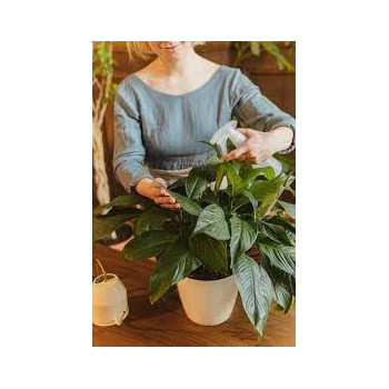 Abbasali Laundry Sprayer 500 Ml Clear