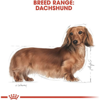 Royal Canin Breed Health Nutrition Dachshund Adult (WET DOG FOOD - Pouches)