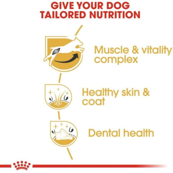 Royal Canin Breed Health Nutrition Jack Russell Adult 1.5 KG