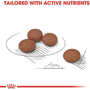 Royal Canin Canine Care Nutrition Digestive Care, Adult Dog Food (Wet Food - 10 Pouches) 