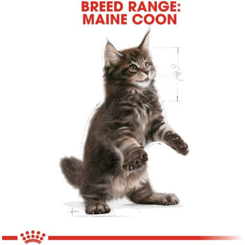 Royal Canin Feline Breed Nutrition Maine Coon Kitten 2 Kg