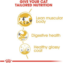Royal Canin Feline Breed Nutrition Siamese Adult 2 Kg