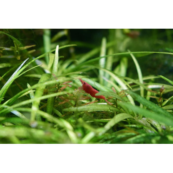 Seachem Flourish 250 Ml