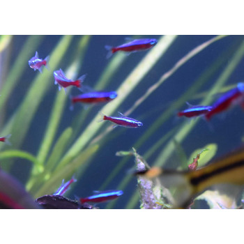 Seachem Stability 500Ml