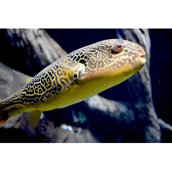 Seachem Clarity 250Ml