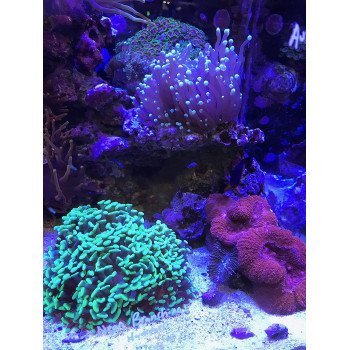 Seachem Phosnet 250G