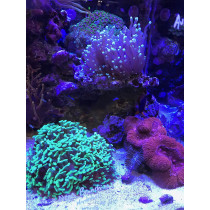 Seachem Phosnet 250G