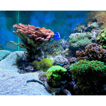 Seachem Seagel 1L