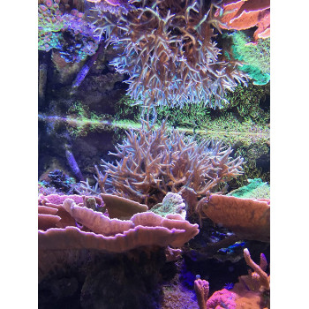 Seachem Reef Zooplankton 500Ml