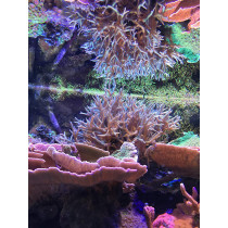 Seachem Reef Zooplankton 250Ml