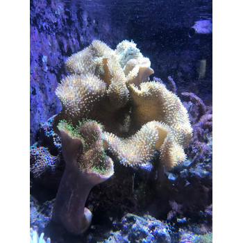 Seachem Reef Phytoplankton 500Ml