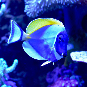 Seachem Marine Buffer 50G