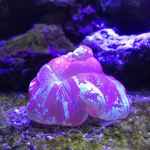 Seachem Reef Plus 250Ml