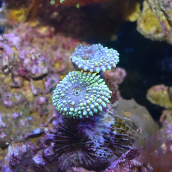 Seachem Reef Carbonate 250Ml