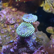 Seachem Reef Carbonate 250Ml