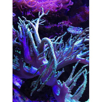 Seachem Reef Fusion 1 2L