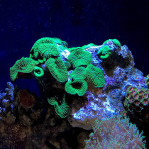 Seachem Reef Status Strontium