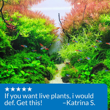 API Leaf Zone Freshwater Plant Fertilizer 16 OZ