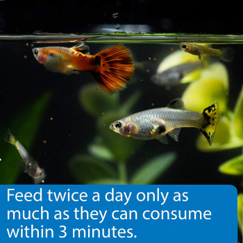 API Mini Pellets Tropical Fish Food 1.7 OZ