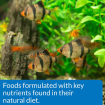 API Mini Pellets Tropical Fish Food 1.7 OZ