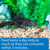 API Algae Eater Wafers Fish Food 6.4 Oz