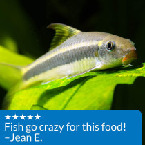 API Bottom Feeder Pellets with Shrimp 4 OZ