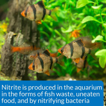API Nitrite NO2 Test Kit 180 count