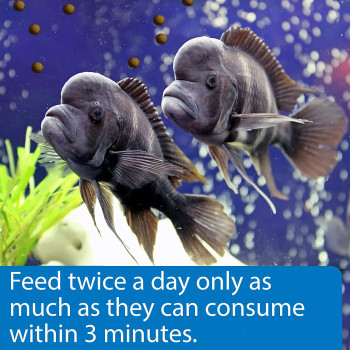 API Large Pellets Cichlid Fish Food 7.1 OZ