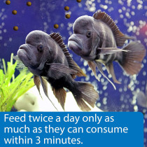 API Large Pellets Cichlid Fish Food 7.1 OZ