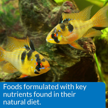 API Pellets Cichlid Fish Food 4.2 OZ