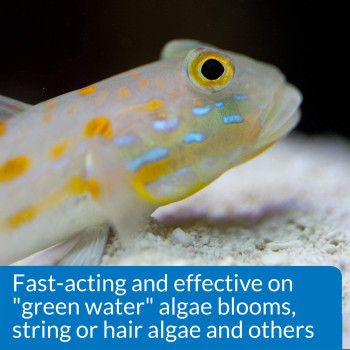 API Algaefix Marine 16 OZ