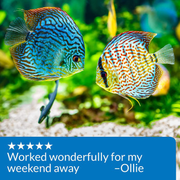 API Weekend Pyramid Fish Feeder